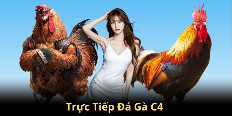 Đá Gà trực tiếp C4 là một sảnh đẳng cấp nhất hiện nay